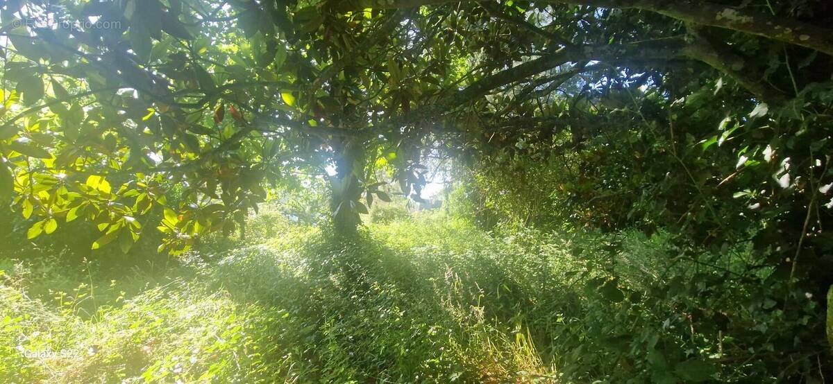 20250617095335 - Terrain à SAINT-MARTORY