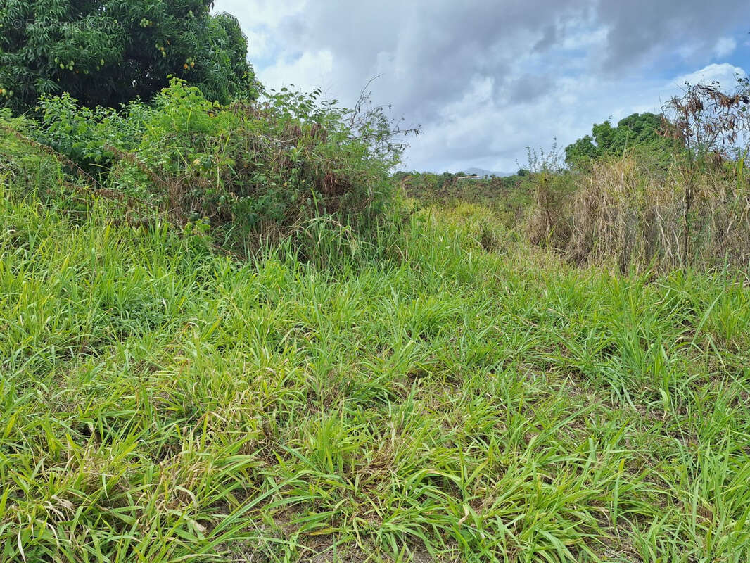 Terrain à VIEUX-HABITANTS