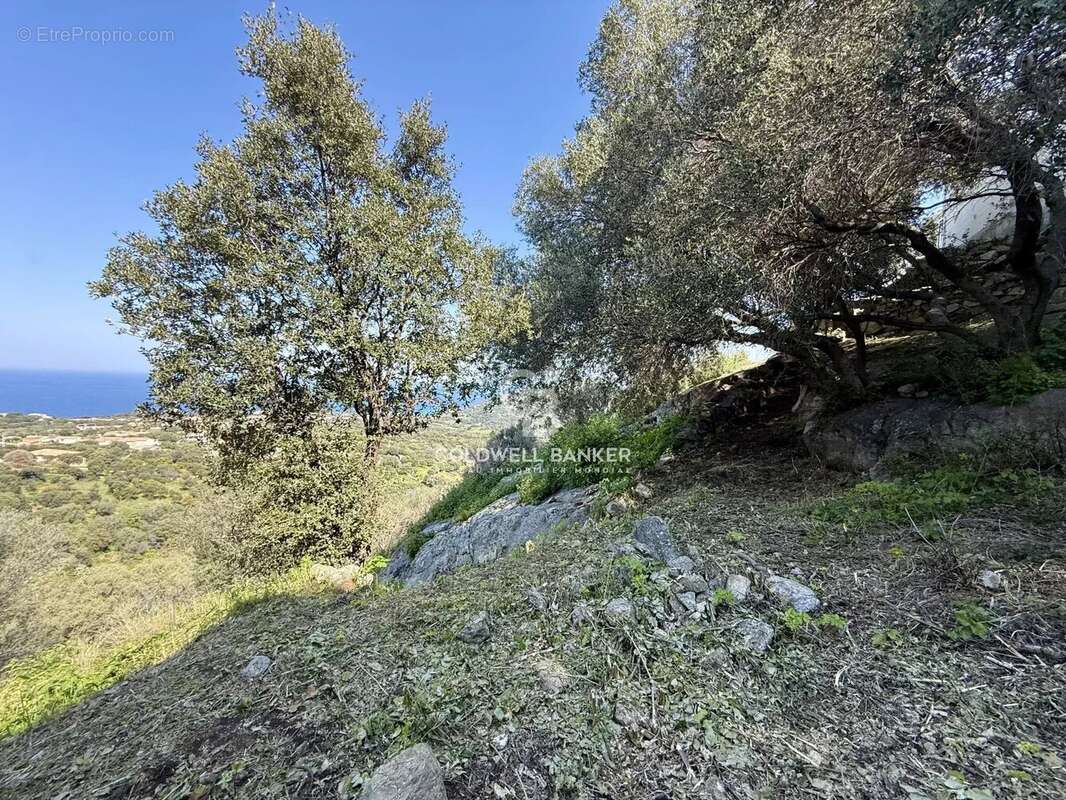 Terrain à MONTICELLO