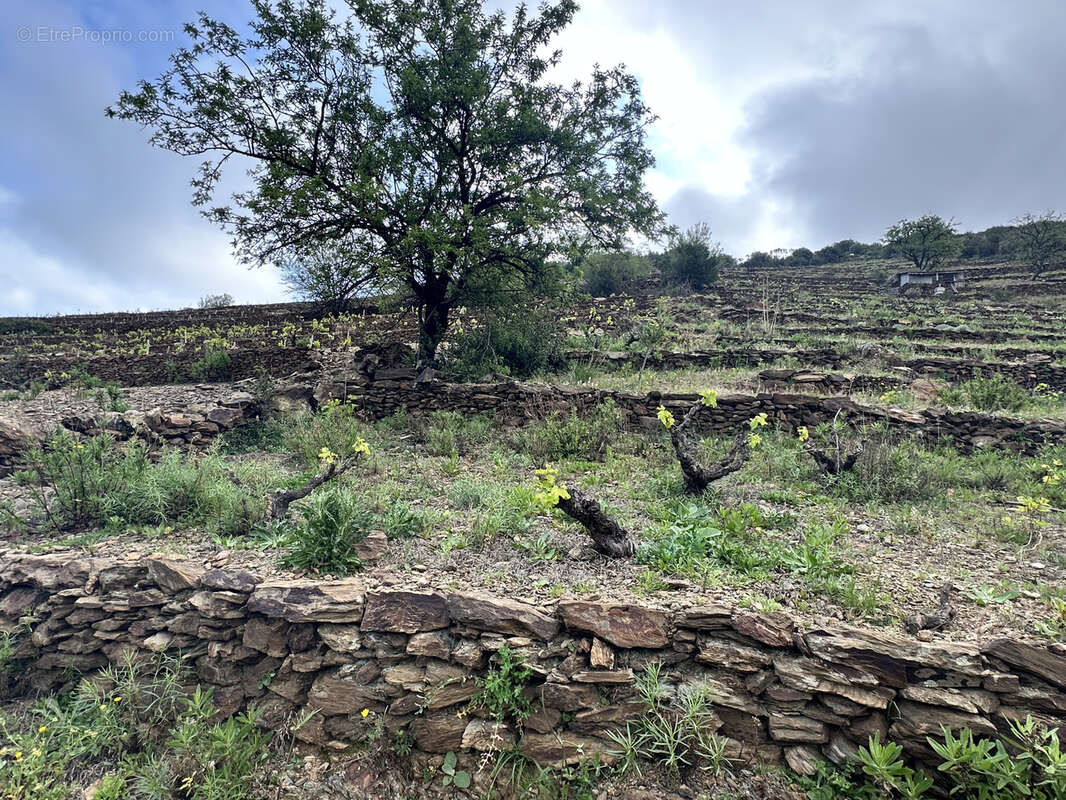 8700 m2 de vignes à vendre sur Port-Vendres avec casot - photo 7