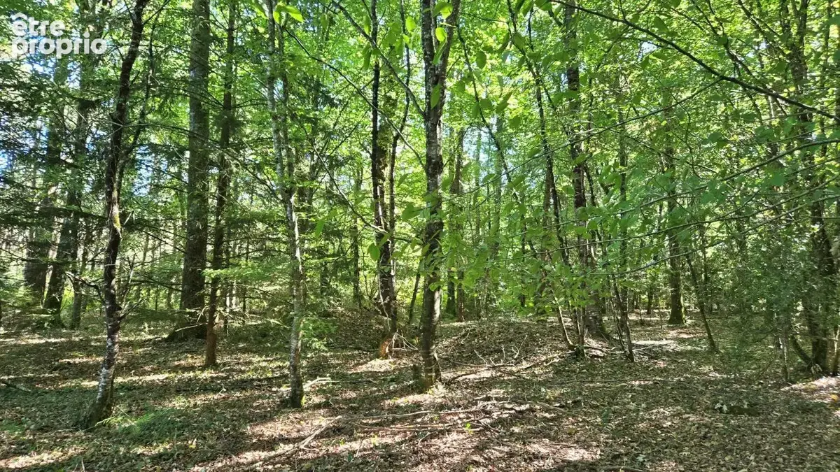 Terrain de loisir boisé 2.3Ha + Source - Proche Limoges - photo 8