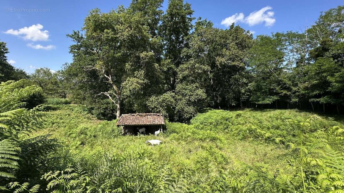 Villa d'architecte de type t7 de 188 m2 sur 2 hectares - photo 4