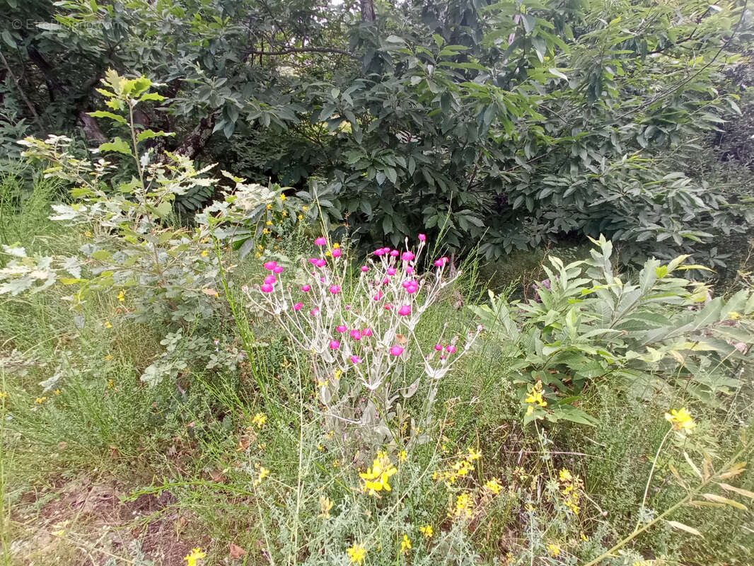 Terrain à SAINT-HIPPOLYTE-DU-FORT