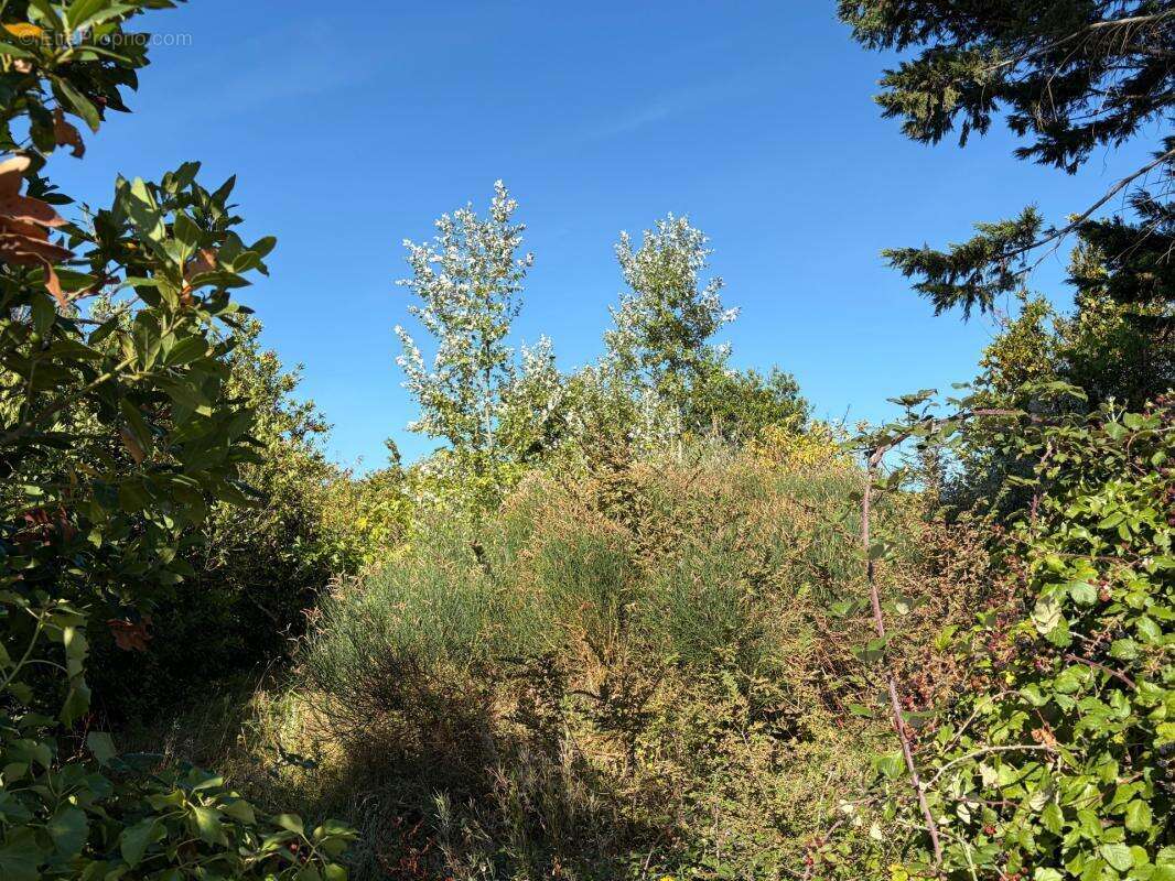 Barbatre (85) - ile de noirmoutier - rarissime terrain a batir 637 m² avec permis de construire accorde - photo 4