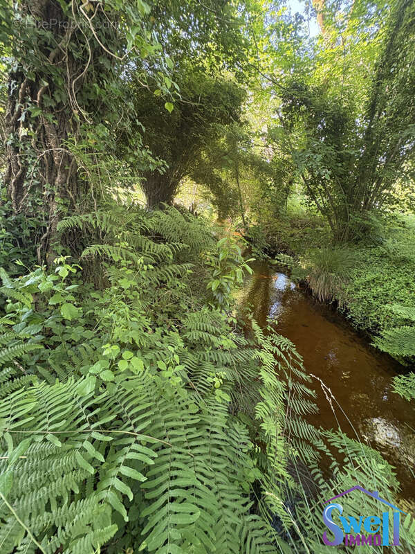 Terrain à MESSANGES