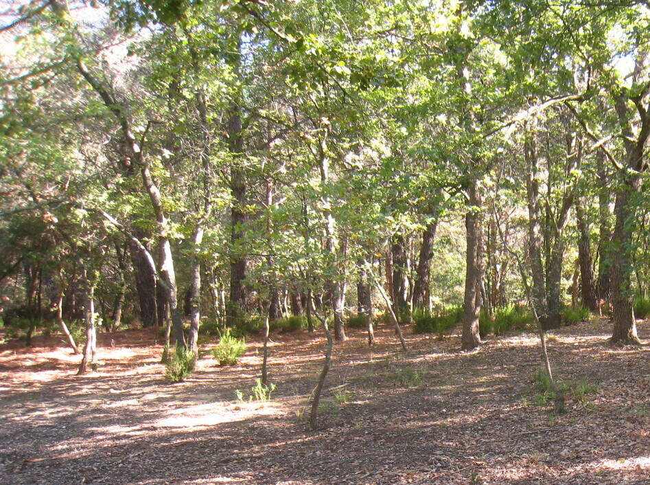 Terrain à ARGELES-SUR-MER