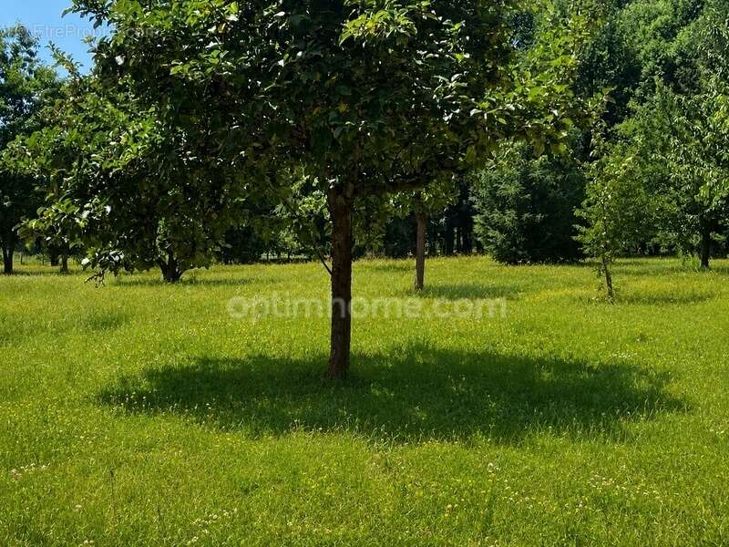 Maison individuelle 4 chambres avec bassin d'agrément et 1 hectare de terrain - photo 8