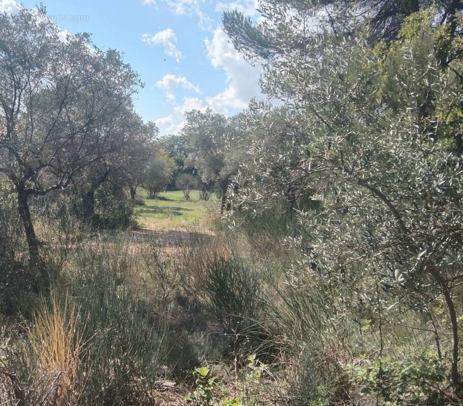 Terrain à LA BASTIDE-DES-JOURDANS