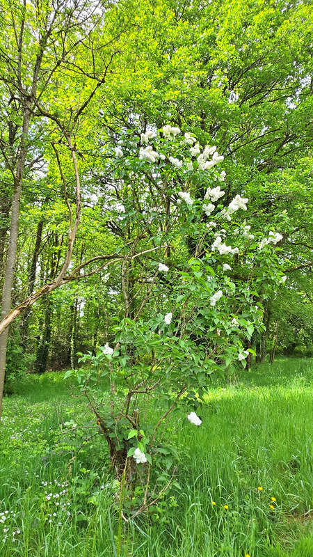 Terrain à SAINT-JUNIEN