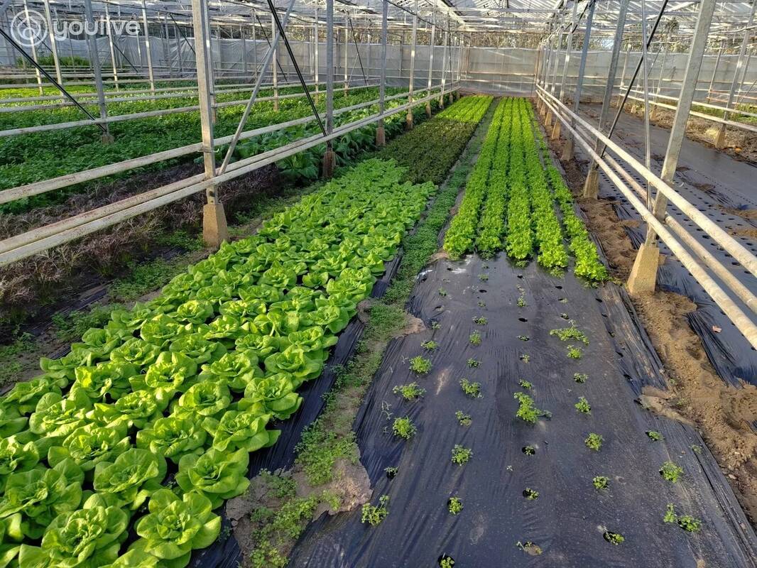 Terrain à MACHECOUL