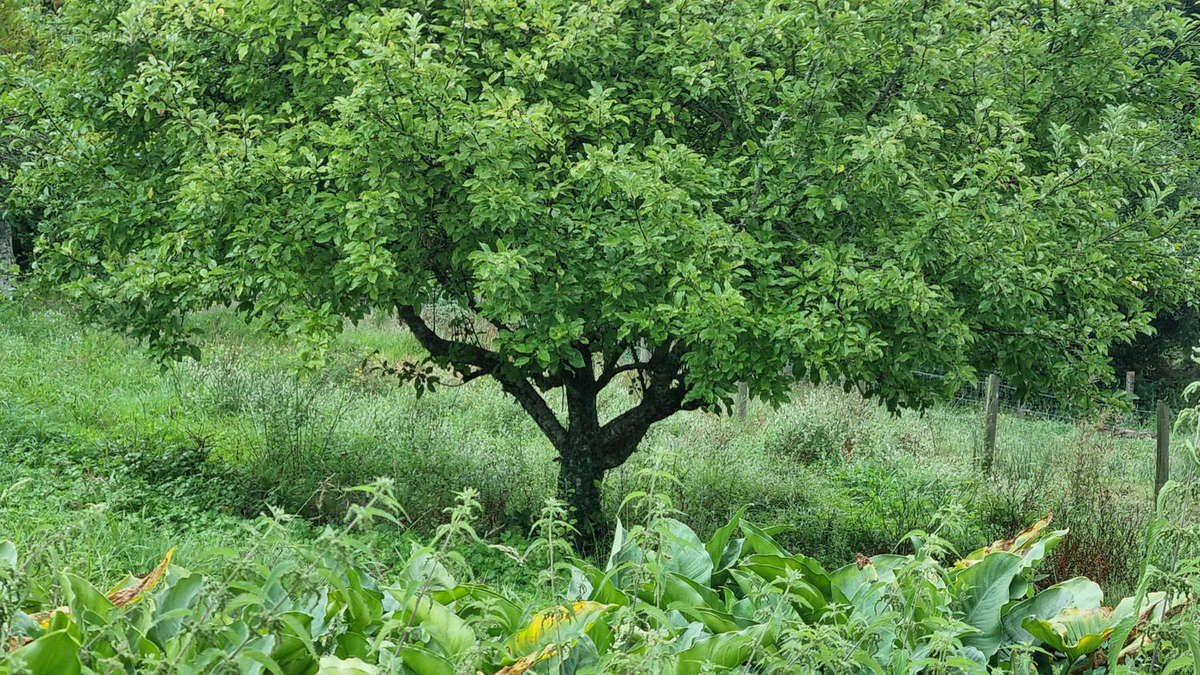 20240829_144015 - Terrain à AUGIGNAC