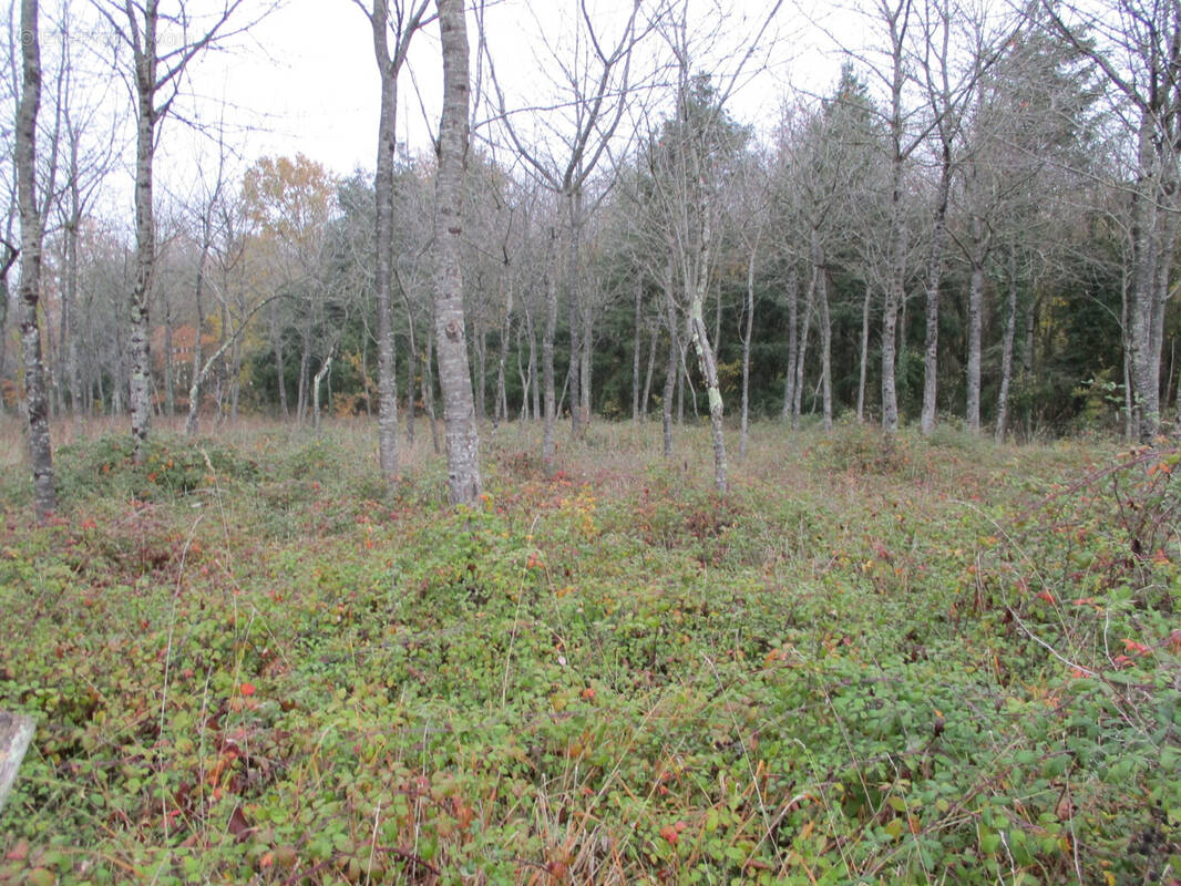 Terrain à VAUX