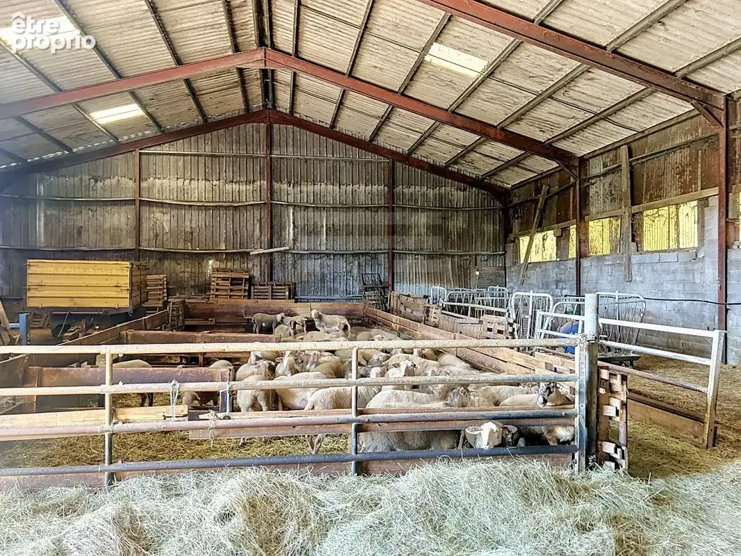 TARN - Propriété agricole spécialisée en élevage ovin - photo 4
