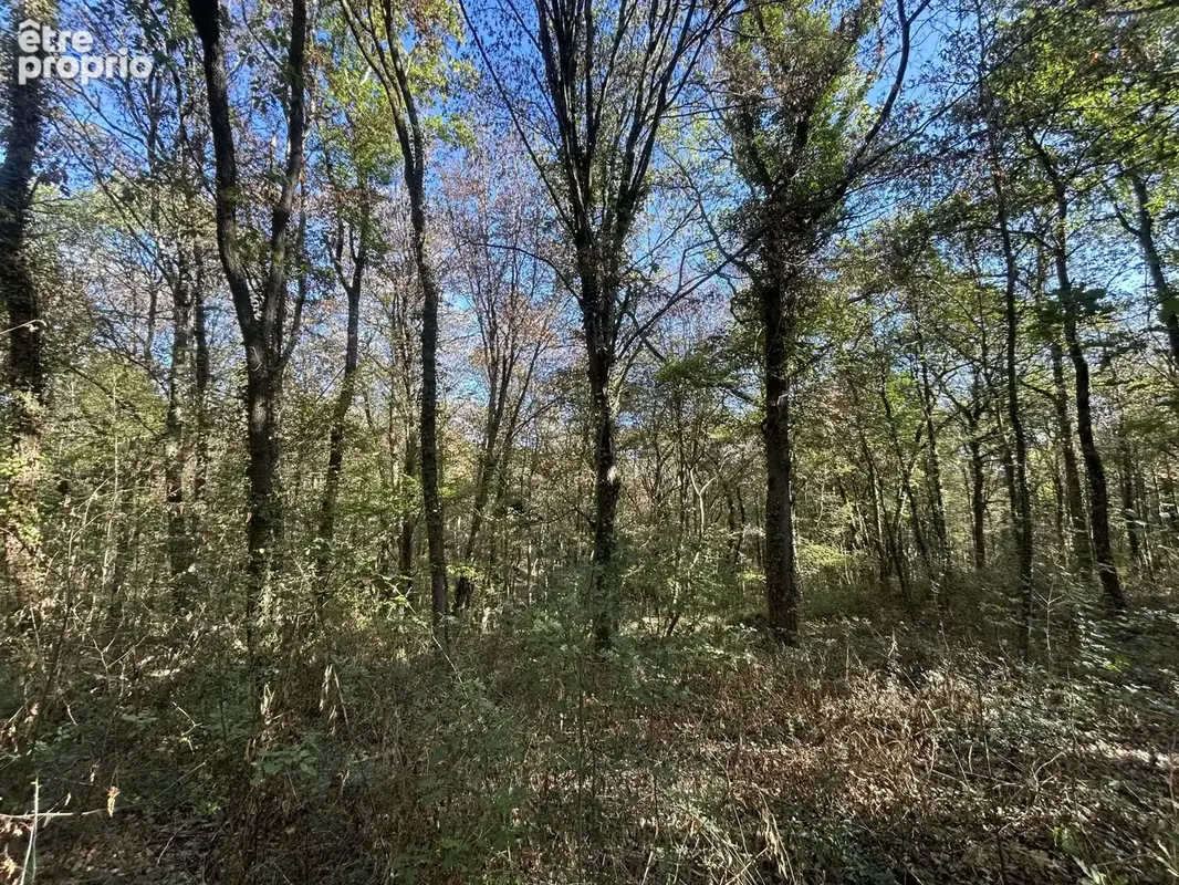 Janvlle sur juine parcelle de bois 10118m2 a vendre - photo 2