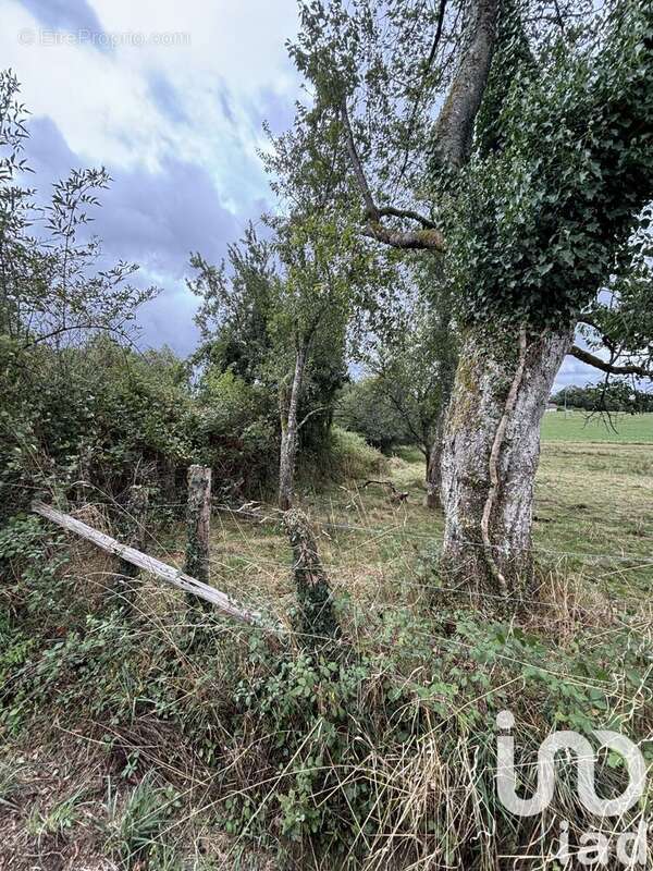 Photo 2 - Terrain à SAINT-PIERRE-DE-FRUGIE