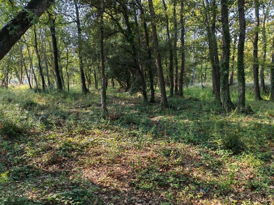 Terrain à TRANS-EN-PROVENCE