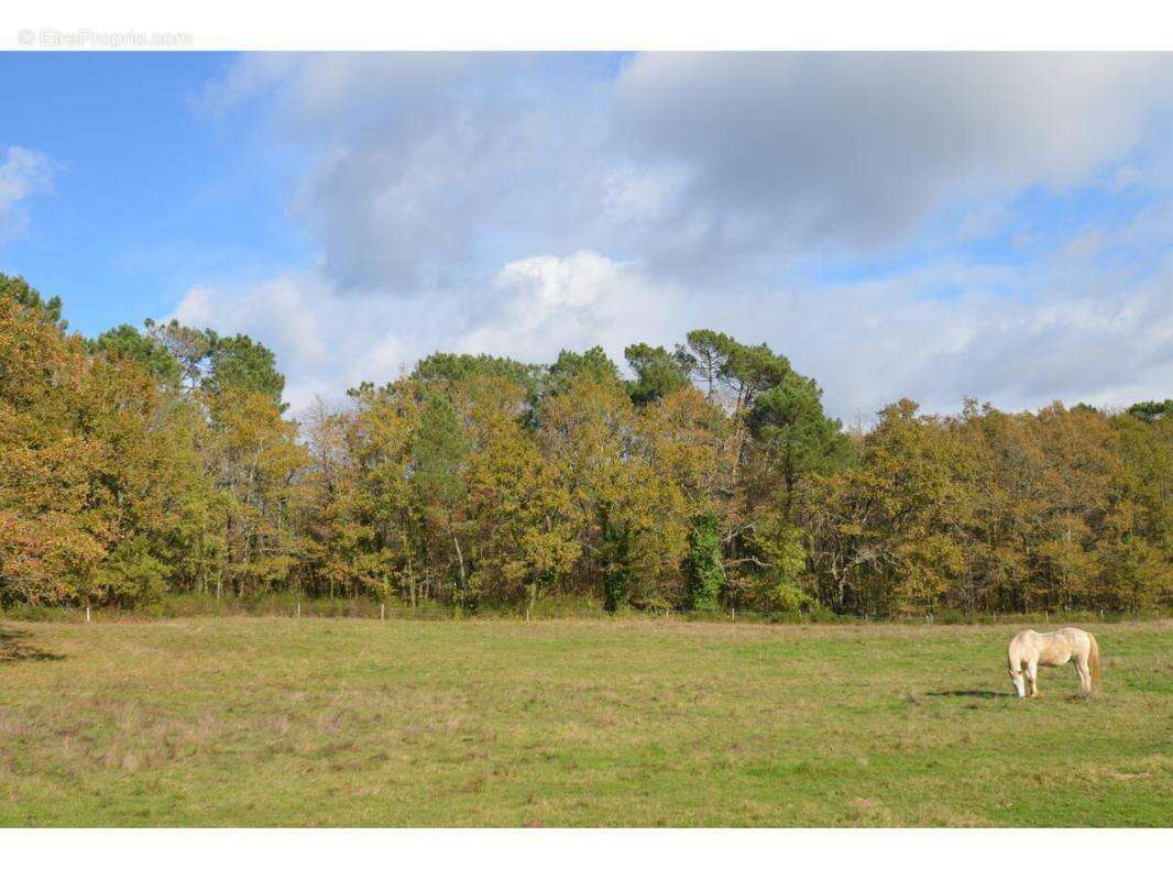 Terrain à PORCHERES