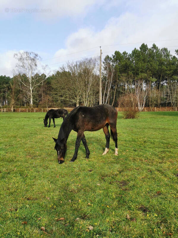 Maison à MONCE-EN-BELIN