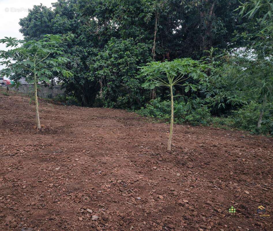 Terrain à SAINT-LOUIS