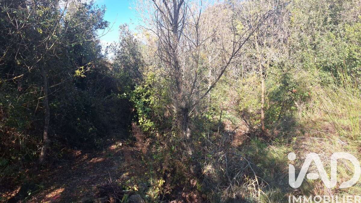 Photo 2 - Terrain à MONTESQUIEU-DES-ALBERES