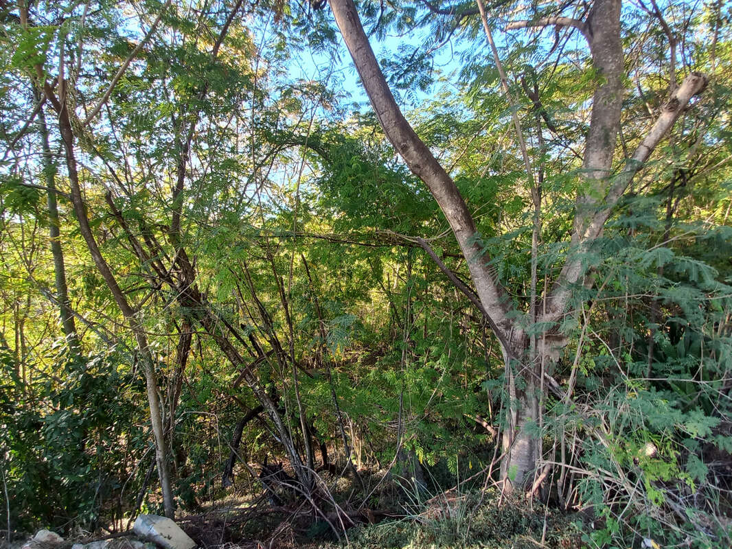 Terrain à BOUILLANTE