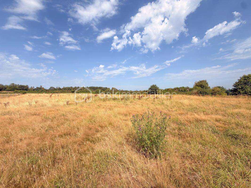 LANDEVANT - Superbe proprieté sur près de 2 hectares de terrain - Piscine - photo 14