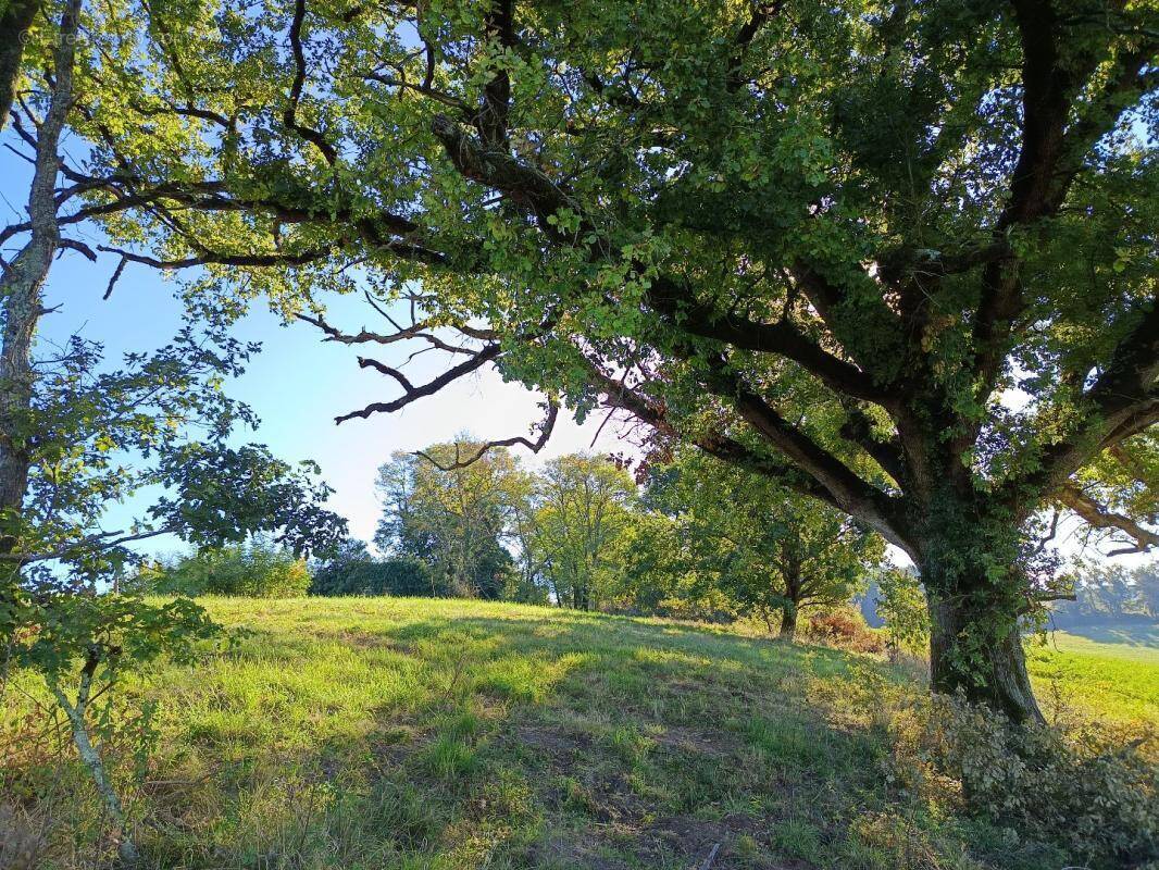Terrain à MONTDURAUSSE