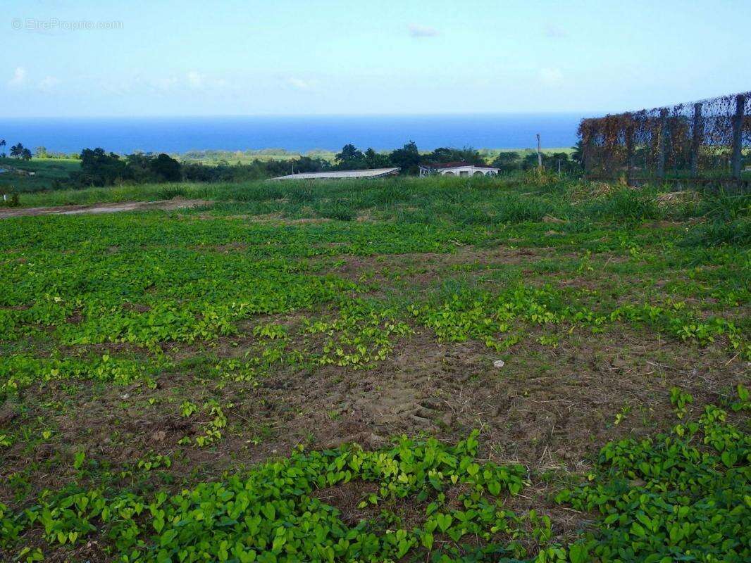 Terrain à BASSE-POINTE