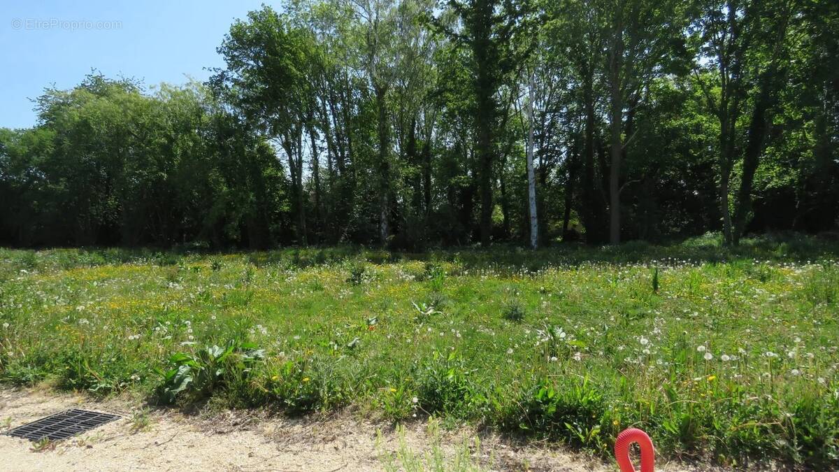 Terrain à MITTAINVILLE