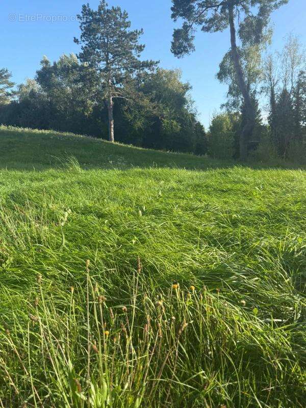 Terrain à MILLY-LA-FORET