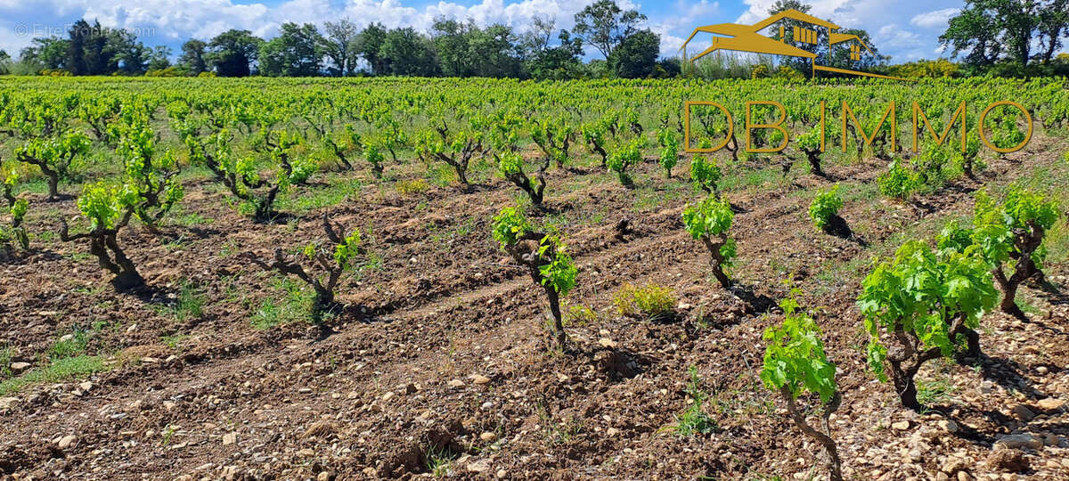 Terrain à SAINTE-CECILE-LES-VIGNES