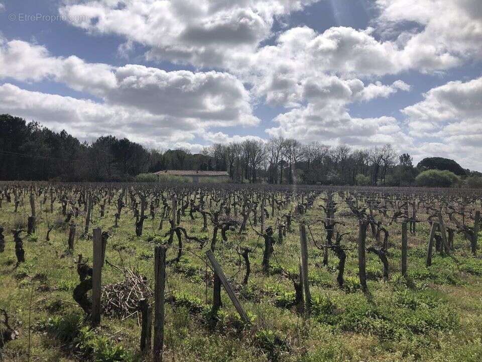TERRAIN AGRICOLE 1,1 HECTARE AVEC BATIMEN - Terrain à QUEYRAC