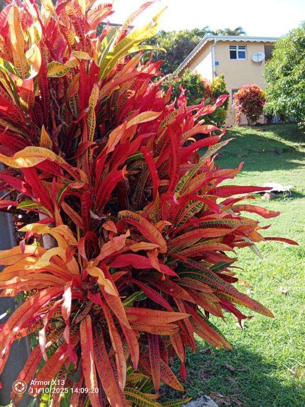 Appartement à LE MARIGOT