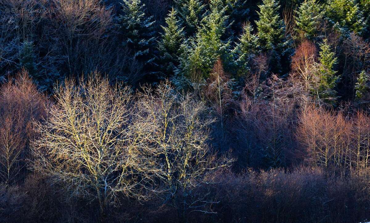 Terrain à VIOLAY