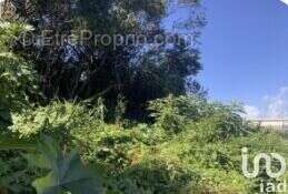 Photo 2 - Terrain à SAINT-PIERRE