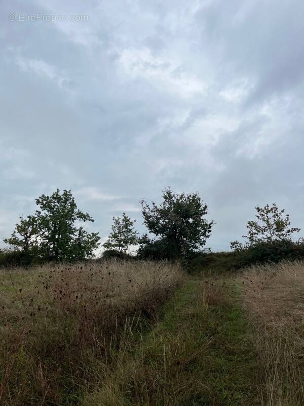 Terrain à CASTELNAU-DE-MONTMIRAL