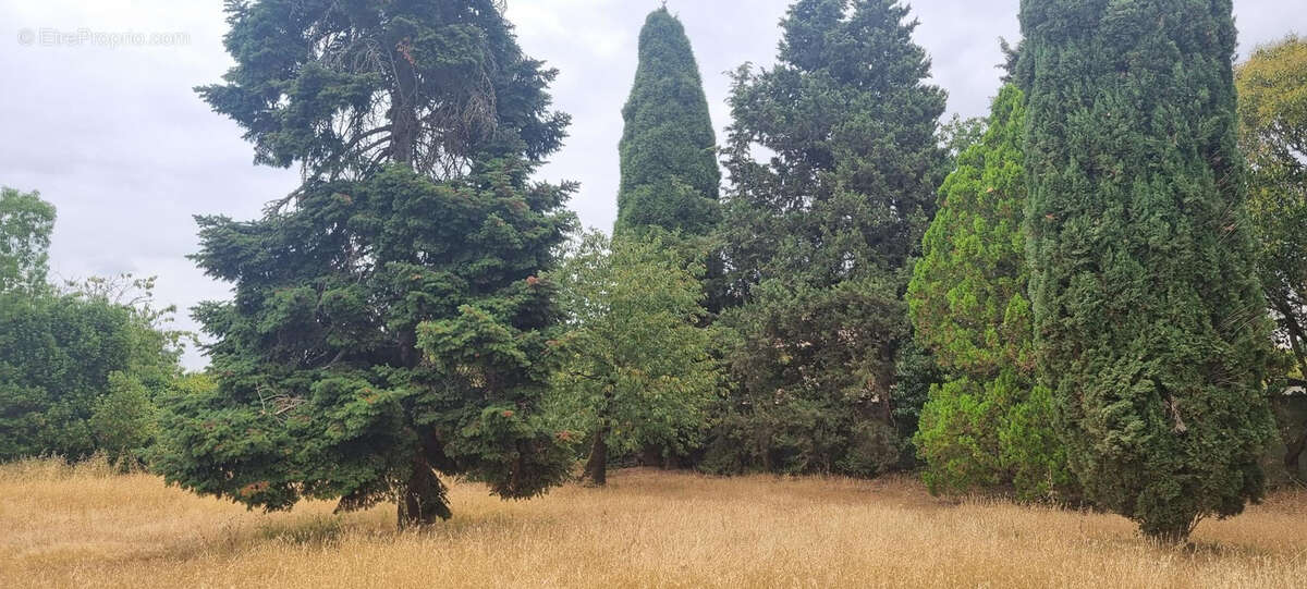 Grand Terrain constructible  - Toulouse Saint Simon - photo 3