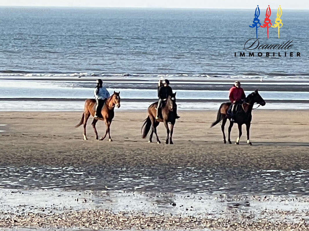 Appartement à BENERVILLE-SUR-MER