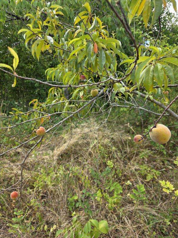Terrain à ARGENTON-SUR-CREUSE