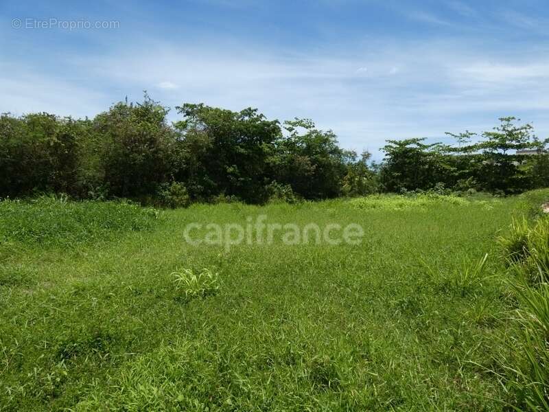 Terrain à LE MOULE