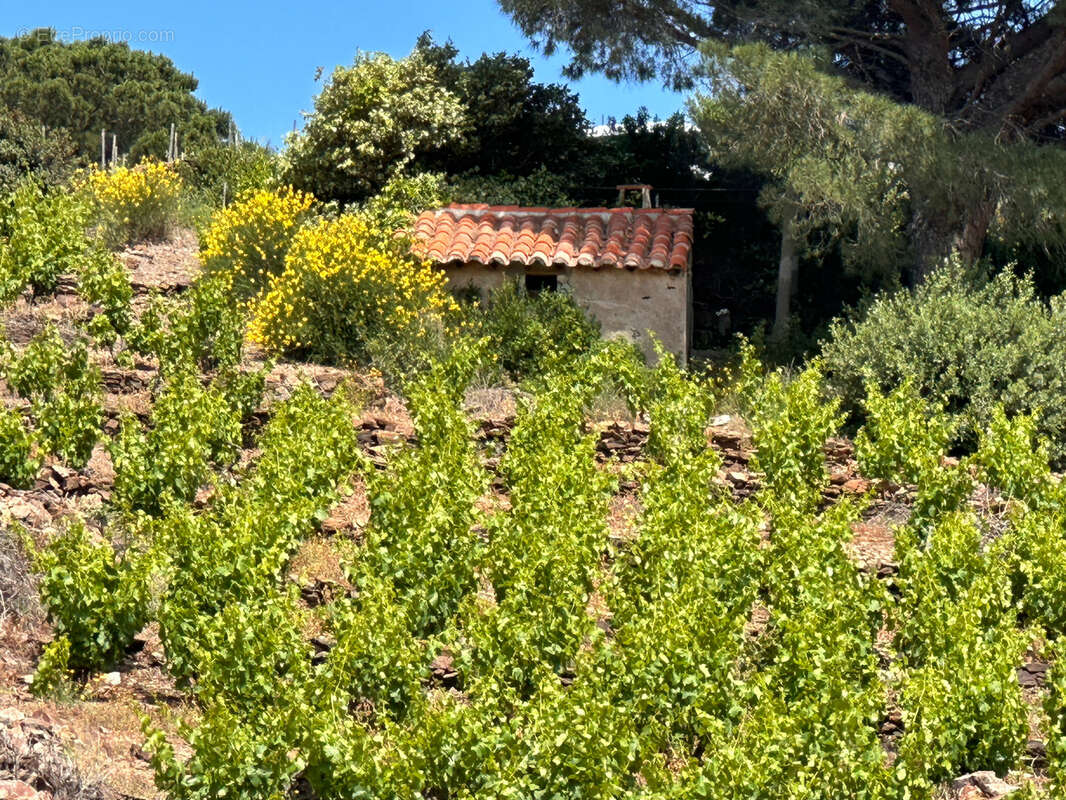 Vigne à vendre sur Collioure à 99 000€ et 10370m2 - photo 9