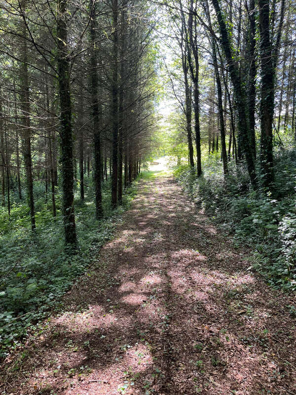 Terrain de 1,8 Hectare avec Deux Étangs près de Coussac-Bonneval (Non Constructible) - photo 8