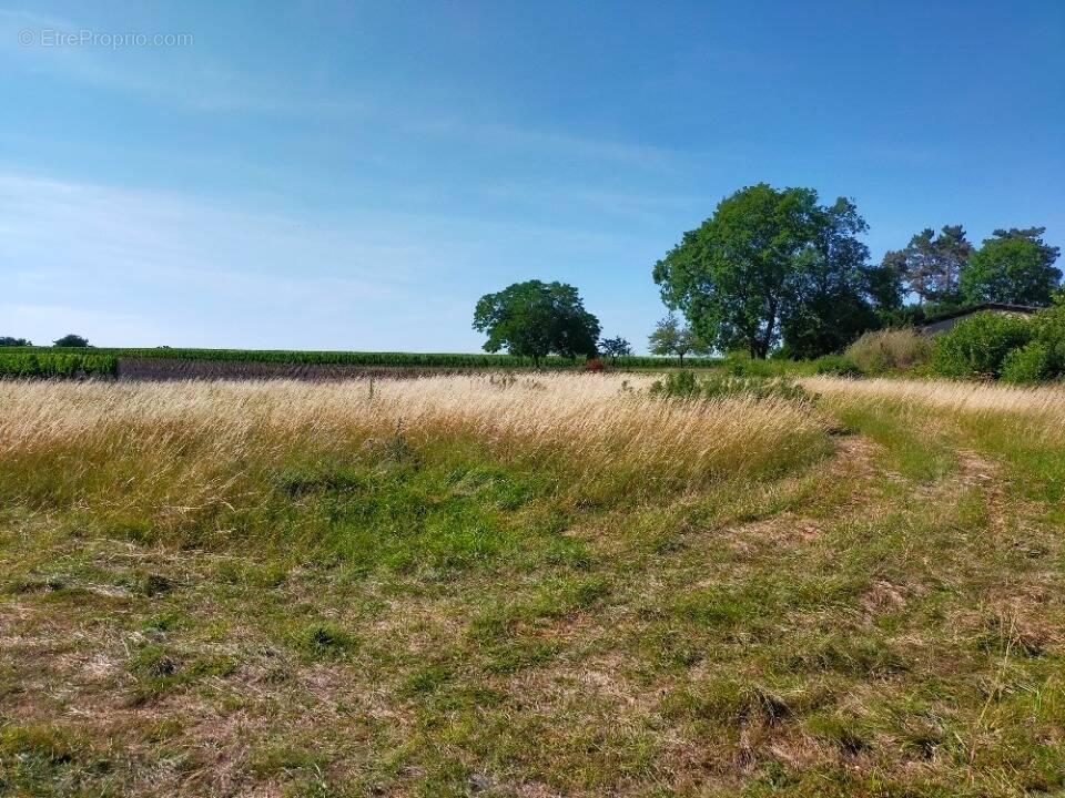 Terrain à LOUZAC-SAINT-ANDRE