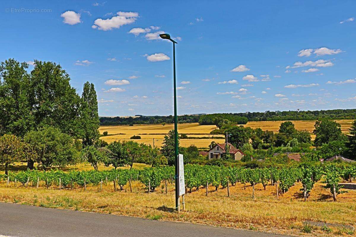 Terrain à bâtir exceptionnel de 1374 m² – Vue Vignobles & Val de Loire – Libre de constructeur - photo 5