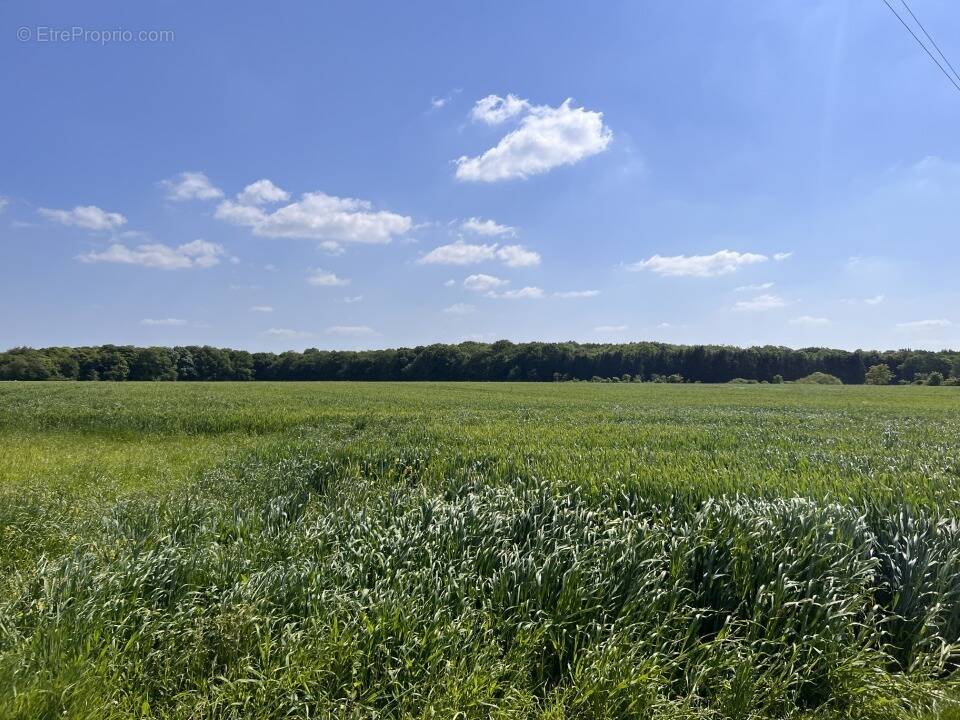 Terrain à SURVILLE