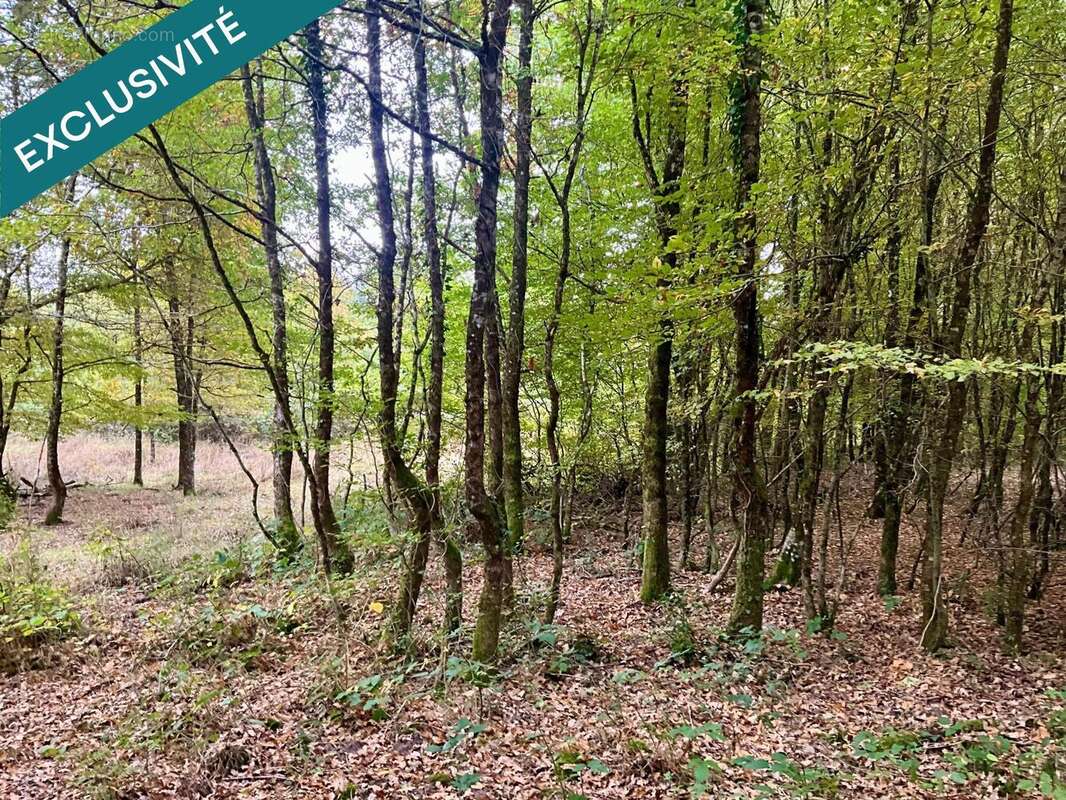 Photo 3 - Terrain à VOUZERON