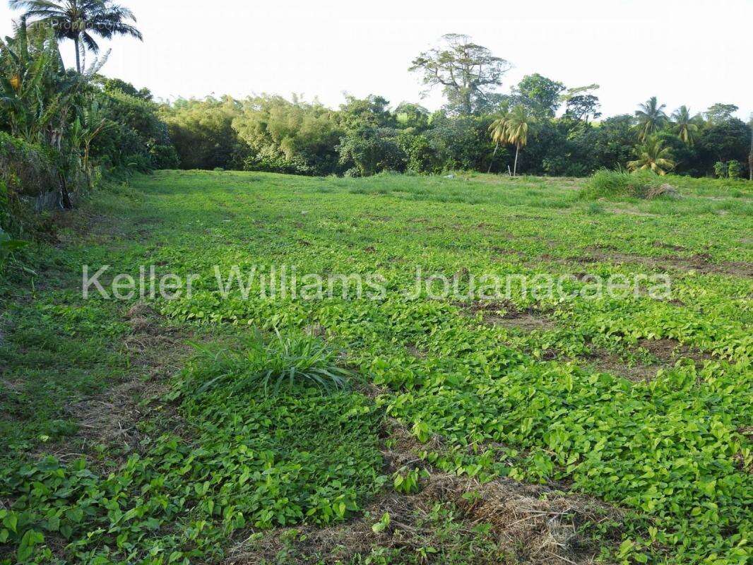 Terrain à BASSE-POINTE