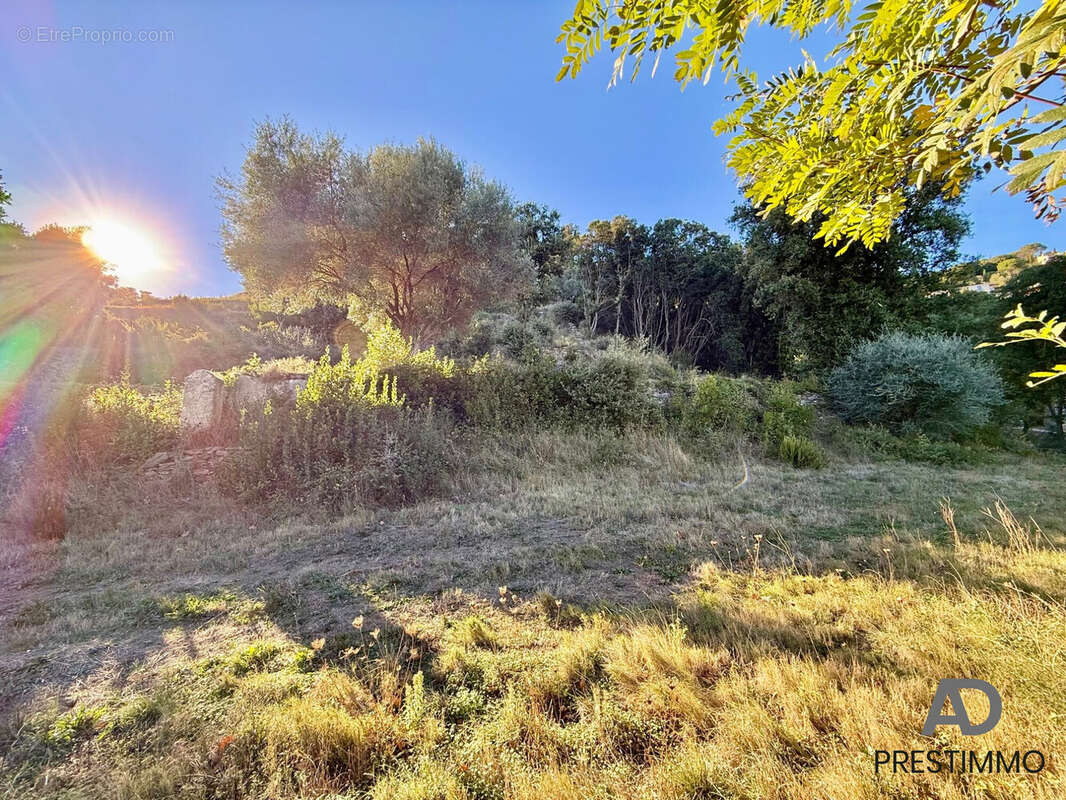 Terrain à SAN-MARTINO-DI-LOTA
