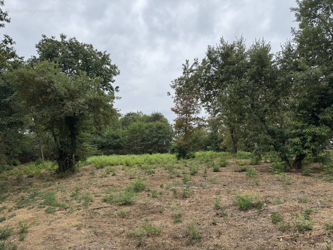 Terrain à DAMAZAN