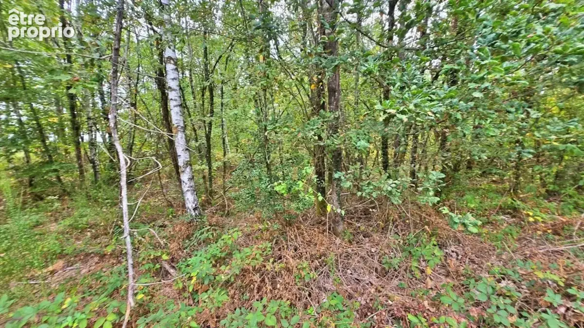 Terrain de Loisir boisé 2Ha - Proche JAVERDAT (87) - photo 3